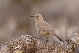 Image. Le Conte's Thrasher