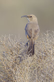 Image. Le Conte's Thrasher