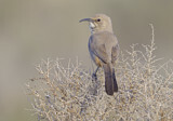 Image. Le Conte's Thrasher