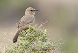 Image. Le Conte's Thrasher