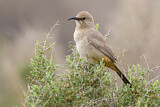 Image. Le Conte's Thrasher