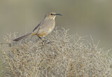 Image. Le Conte's Thrasher