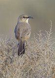 Image. Le Conte's Thrasher