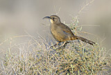 Image. Le Conte's Thrasher