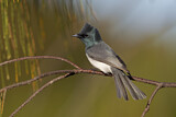 Image. Leaden Flycatcher