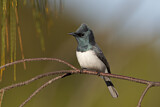 Image. Leaden Flycatcher
