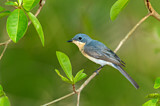 Image. Leaden Flycatcher