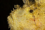 Image. Leaf Scorpionfish