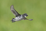 Image. Least Auklet