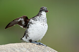 Image. Least Auklet