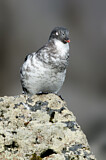 Image. Least Auklet