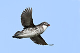 Image. Least Auklet