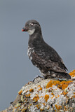Image. Least Auklet