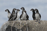 Image. Least Auklet