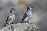 Image. Least Auklet