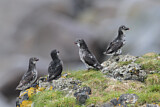 Image. Least Auklet
