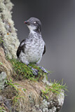 Image. Least Auklet