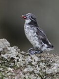 Image. Least Auklet
