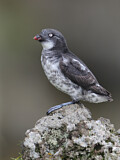 Image. Least Auklet