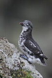 Image. Least Auklet