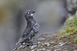 Image. Least Auklet
