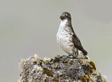 Image. Least Auklet