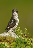 Image. Least Auklet