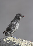 Image. Least Auklet