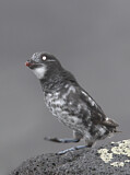 Image. Least Auklet