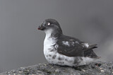 Image. Least Auklet
