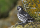 Image. Least Auklet