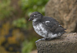 Image. Least Auklet