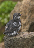 Image. Least Auklet