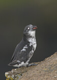 Image. Least Auklet