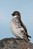 Image. Least Auklet