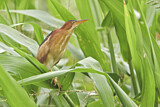 Image. Least Bittern