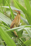Image. Least Bittern