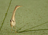 Image. Least Bittern