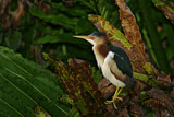 Image. Least Bittern