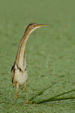 Image. Least Bittern