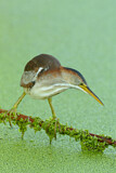 Image. Least Bittern