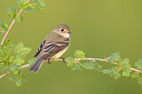 Image. Least Flycatcher