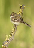 Image. Least Flycatcher