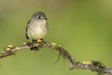 Image. Least Flycatcher