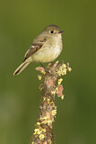 Image. Least Flycatcher