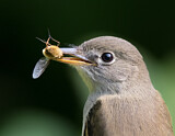 Image. Least Flycatcher