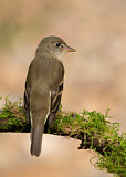Image. Least Flycatcher