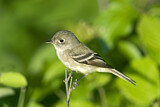 Image. Least Flycatcher