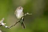 Image. Least Flycatcher