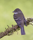 Image. Least Flycatcher